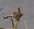 /album/my-local-birding-gallery/wren-at-dewsbury-sf-jpg/